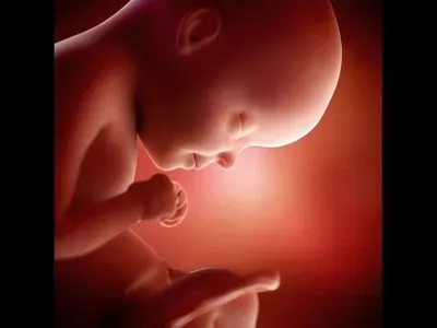 胎動の激しさと赤ちゃんの骨格の関係