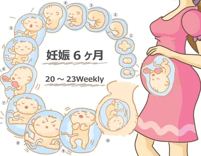 妊娠6ヶ月: 胎動とマイナートラブル