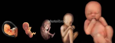 胎動の変化が示す胎児の成長