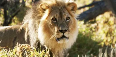 カラハリ・トランスフロンティア公園で国境をまたぐサファリ体験 