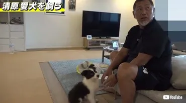 清原和博、゛新たな家族゛ボーダーコリーをお迎えして笑顔見せる 初公開の自宅には息子たちの写真