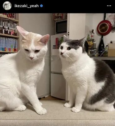 画像・写真 サンシャイン池崎の猫愛に反響! 保護猫・明日香が雷ちゃんに大接近「優しい里親に会えますように」「幸せになってほしい」(6/19)