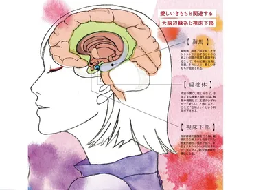 愛しい」きもちは相手にバレる!? 愛情ホルモン分泌で表情に変化