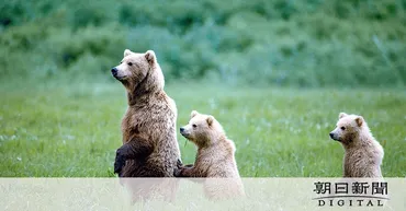 星野道夫がクマの写真で伝えたかった事 急死から26年、妻の思い 北海道:朝日新聞デジタル