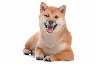 イチロー選手が飼っている愛犬について徹底調査!