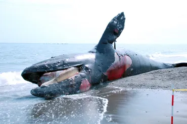 不用意に近づいてはいけない!「クジラの死体が爆発」超衝撃の事実