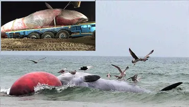 爆発する前に地中に埋めろ! パンッパンに膨張したイワシクジラの死骸!!