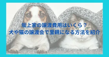 坂上家の譲渡費用はいくら?犬や猫の譲渡会で里親になる方法を紹介