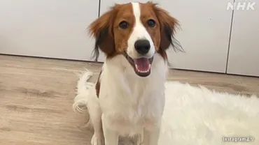 大谷翔平と彼の愛犬デコピン:犬種から見るユニークな魅力