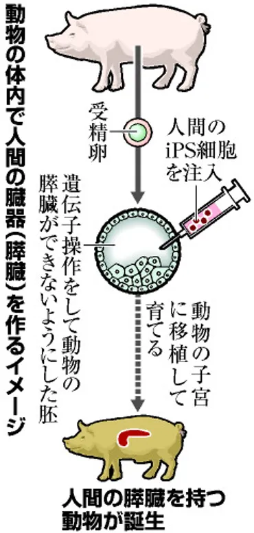 人の臓器を持つ「キメラ動物」は人か動物か?