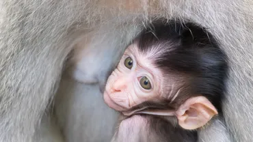 史上初の「ヒトとサルのキメラ」の細胞が実験室で誕生、細胞分裂して増殖する様子も観察される