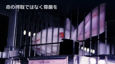 人と動物のキメラ作成 アメリカNIHの動き│PEACE 命の搾取ではなく尊厳を