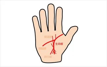 手相の生命線が枝分かれしていたらどんな意味? 占い師がその見方を教えます