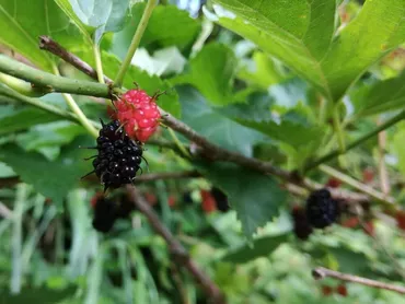 桑(マルベリー)の花言葉