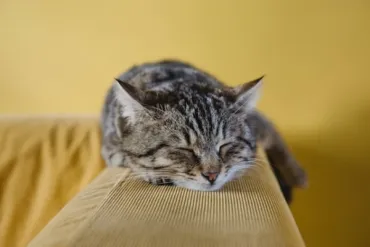 猫好き男性の恋愛傾向は？猫好き男子の恋愛傾向とは！？
