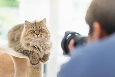猫好き男子の特徴を大公開!性格&恋愛傾向・効果的なアプローチ方法とは?