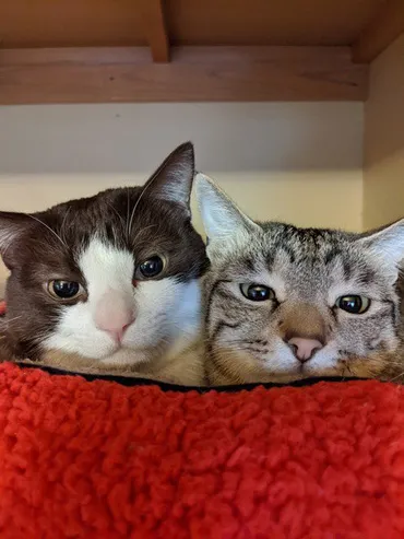 猫が飼い主にしている『浮気チェック』行動3つ