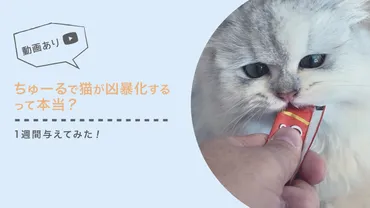 ちゅーるで猫が凶暴化して怖い?猫に1週間ちゅーるを与えてみた結果、食いつきが良いだけ!