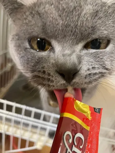 猫のおやつ:Chaoチュールへの執着が異常、その魅力と危険に迫る。猫の食生活のバランス、与え方のポイントを解説