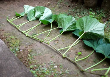 さつまいもの「芋づる」。 野菜としての食べ方は…