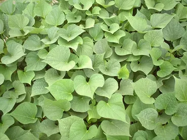夏場の葉野菜になる!? 茎葉がおいしく食べられるサツマイモ「すいおう」