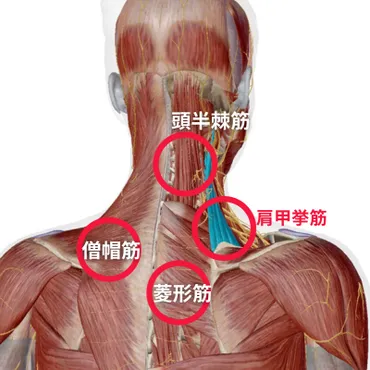 肩こりは鎖骨下の筋肉をほぐすと治る！ 