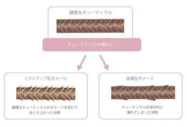 切れ毛の原因と対策！もう悩まない！髪の毛が切れる原因とは！？