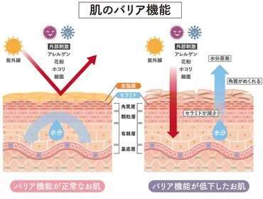 乾燥肌？敏感肌？最近増えてる「乾燥性敏感肌」の肌診断とスキンケアでの治し方 