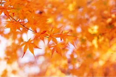 もみじと楓、どっちが正しい？紅葉の見分け方を学ぼう！紅葉の見分け方、知ってる？