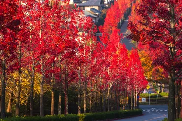 住宅街に紅葉の赤い帯～京都西京・桂坂「モミジバフウ」の並木道（京都西京） 