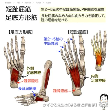 足指トレーニングで健康になる？足指の重要性とは！？