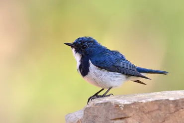 青い鳥症候群って、ホントに存在する？とは！？