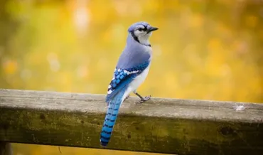 青い鳥症候群とは？ 自己チェックに使える特徴と恋愛傾向