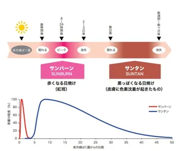 日焼けには2種類あります 