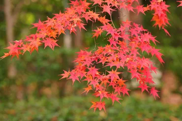 イロハモミジ：紅葉の美しさ、名前の由来、仲間との違いは？紅葉の王様とは！？