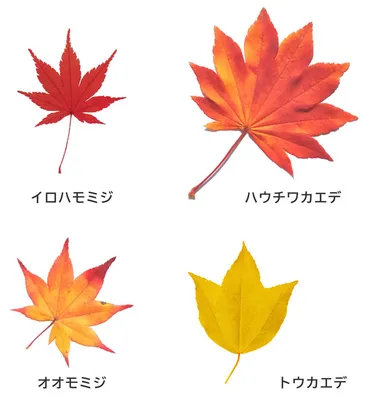 モミジ（紅葉）とカエデ（楓)