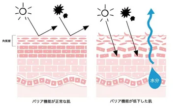 美肌菌が肌状態を左右する!?敏感肌への影響と菌活スキンケアの効果