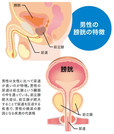 頻尿ってホントにヤバイ！？原因と改善策を徹底解説頻尿の原因って一体なんなの！？