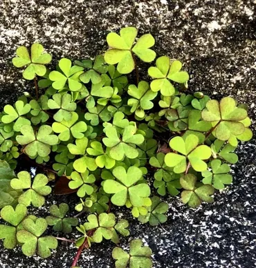 輝く心〜♪ カタバミの花言葉 