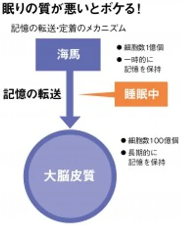 海馬の役割って？ 記憶力と認知症の関係を徹底解説！海馬の働きとは！？