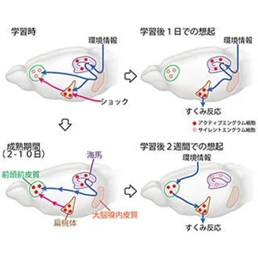 記憶はどのように海馬から大脳新皮質へ転送され固定化されるのか 