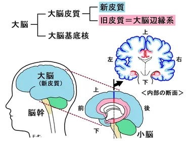 脳の海馬の働き・機能…記憶や空間認知力に深く関係 脳科学・脳の健康 All About