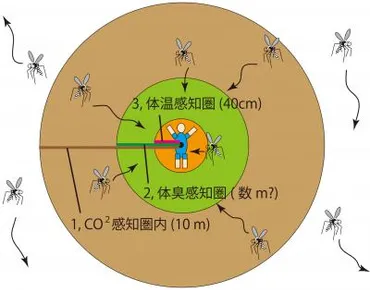 蚊に好かれる人の特徴とは？ 