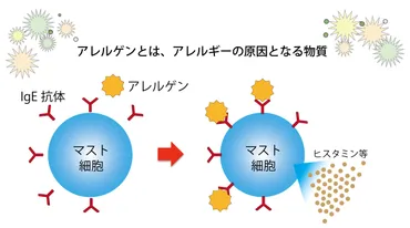 第２編３章：「掃除と健康・その２（掃除学とアレルギー）」 掃除学関連知識 