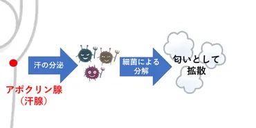 いい匂いと思う相手とは遺伝子レベルで相性がいい！？ 遺伝子工学の専門家に聞いてみた 