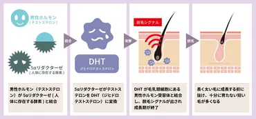 ジヒドロテストステロン（DHT）とは？多い人の特徴と減らす方法について解説 