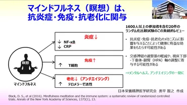 マインドフルネス（瞑想）は、抗炎症・免疫力・抗老化対策の一助に