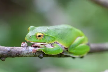 シュレーゲルアオガエルの飼い方を解説！飼育方法・餌・寿命・病気などをご紹介 