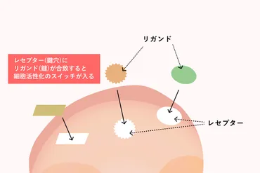 ヒト幹細胞培養液ってホントに効果あるの？美容効果とは！？