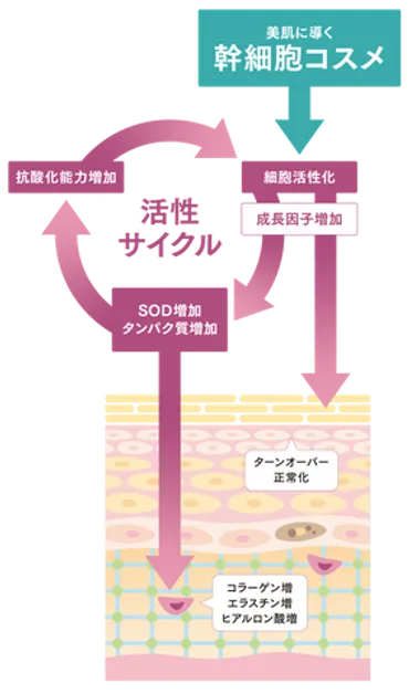 ヒト幹細胞とターンオーバー – merenda